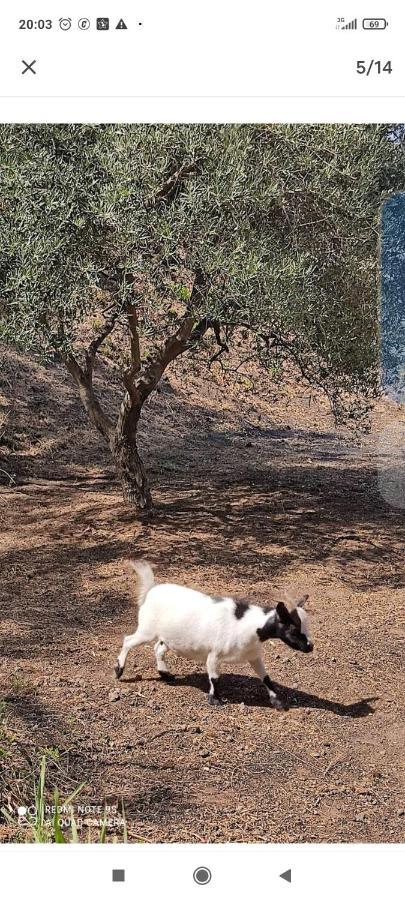 Montargano Tenda Etna Into The Wilde מראה חיצוני תמונה